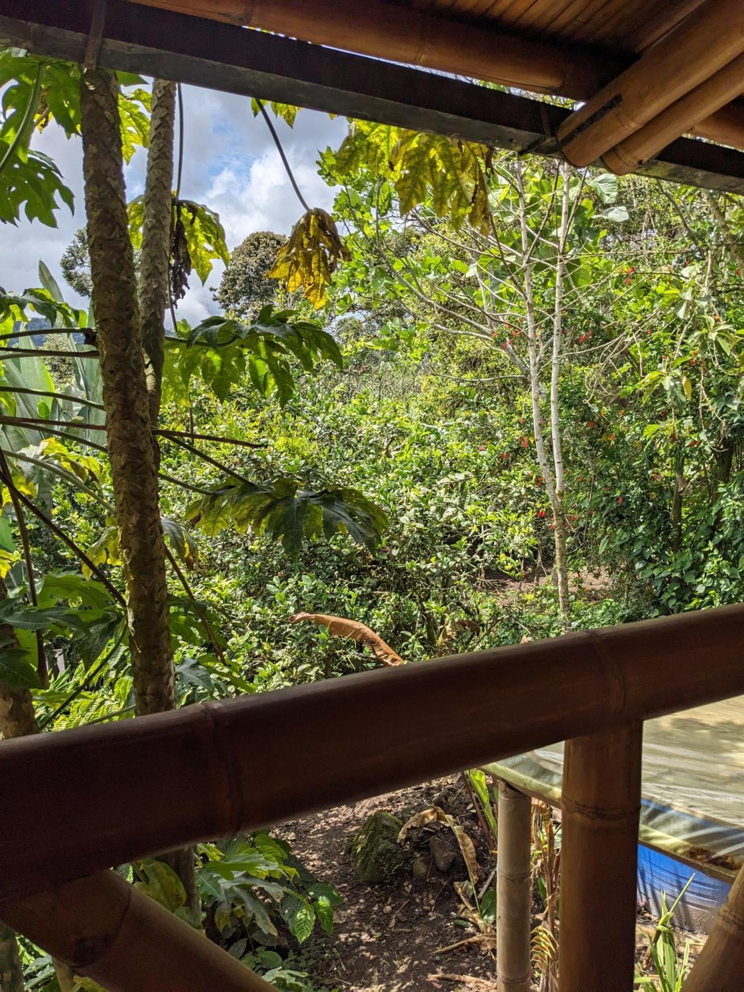 Golden Tree Mindo Eco-Lodge Dış mekan fotoğraf
